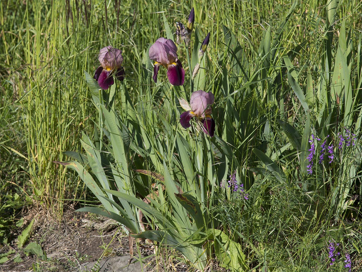 Iris barbata Elatior-Gruppe